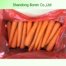 Chinês fresco quente venda cenoura